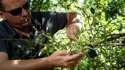 Fabian Henrici fastens Bosch Smart Irrigation sensor technology to tree branch.